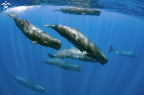 A Sperm Whales