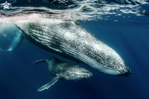 A Humpback whales