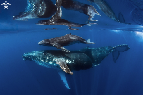 A Humpback whales