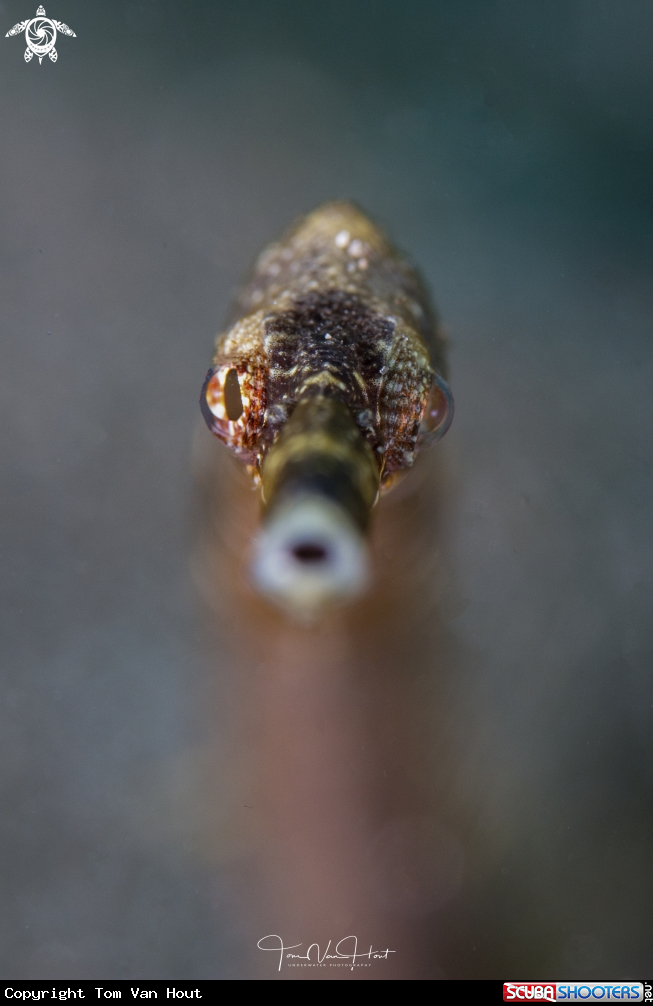 A Bent stick pipefish