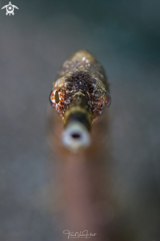 A Bent stick pipefish