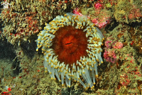 A anemone