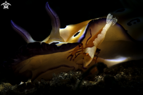 A nudibranch