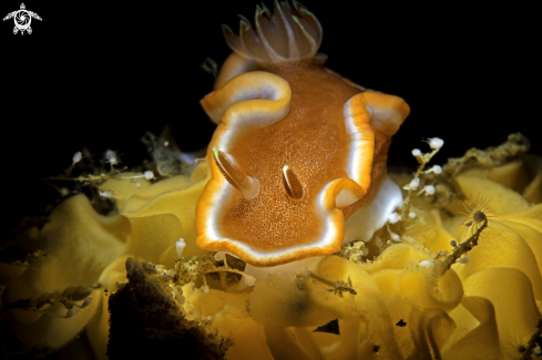 A nudibranch