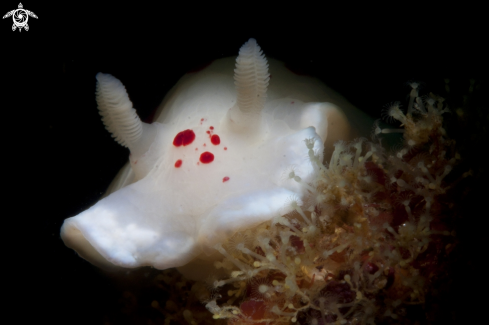 A nudibranch