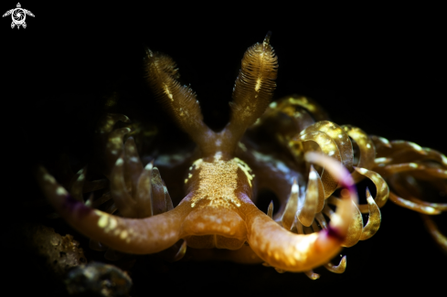 A nudibranch