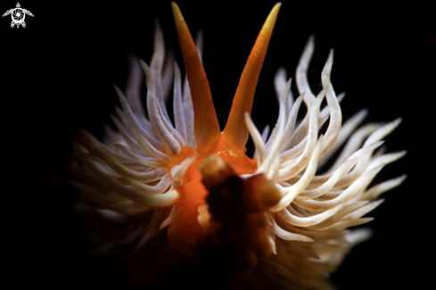 A nudibranch