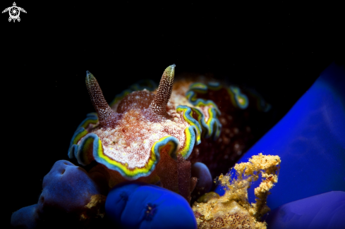 A nudibranch