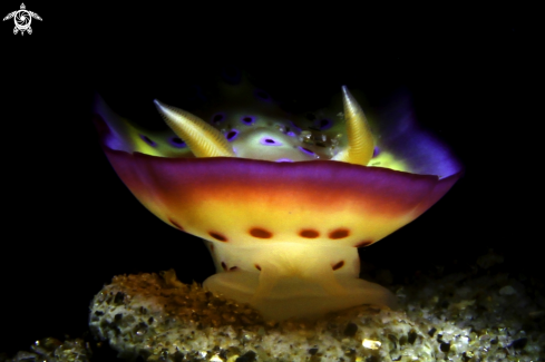 A nudibranch