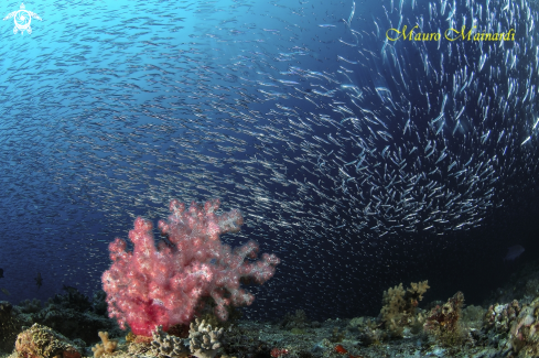 A Soft coral and silverfish