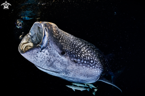 A Whale shark