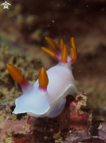 A Hypselodoris 