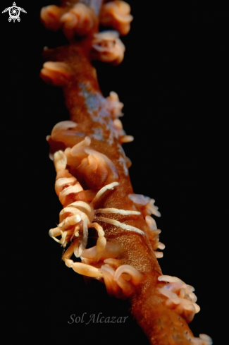 A shrimp on whip coral