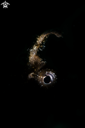 A Hippocampus guttulatus  | Cavalluccio marino