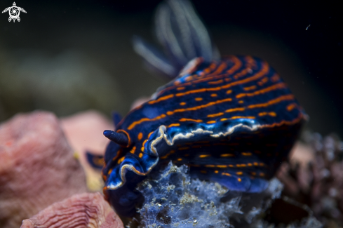 A Nudibranch