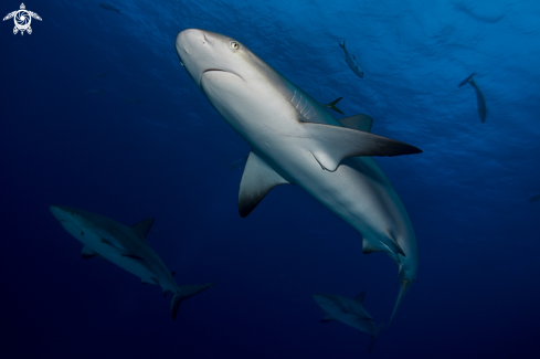 A Caribbean Reef Shark