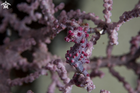 A Pigmy Sea Horse