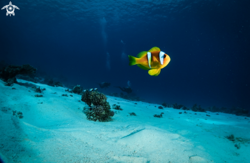 A Amphiprion bicinctus | Clown Fish