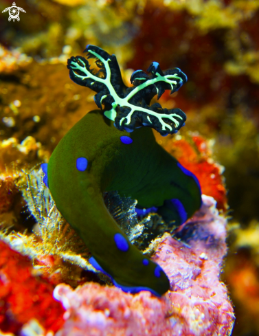 A Tambja morosa | Gloomy Nudibranch