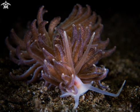 A Nudibranch