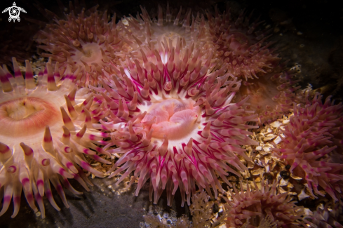 A Urticina felina | Dahlia Anemone