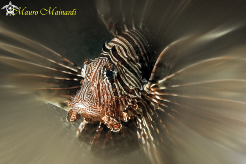 A Pterois volitans | Lionfish