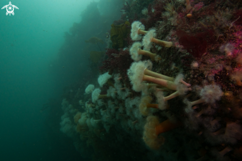 A Metridium dianthus | Plumose Anemones