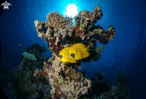 A Chaetodon semilarvatus | Masked Butterflyfish