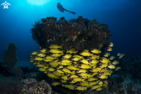 A yellow snappers