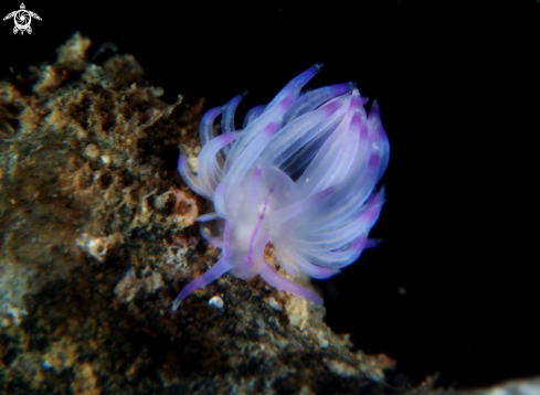 A Nudi