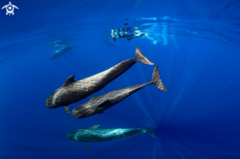 A Pilot Whales