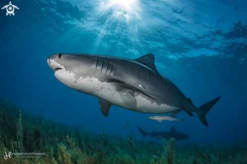 A Tiger Shark