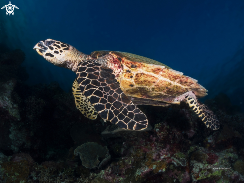 A Hawksbill sea turtle,Tartaruga Embricata.