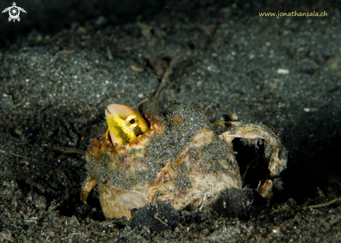 A Striped poison-fang Blenny