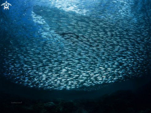 A Sardinops sagax | Sardines