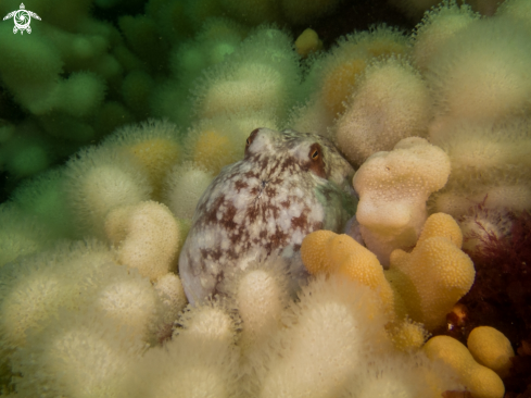 A Curled Octopus