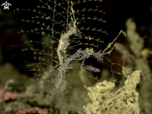 A Skeleton Shrimp