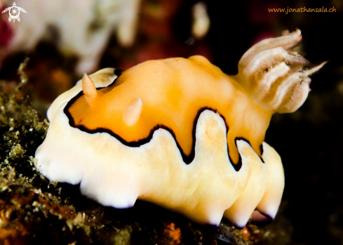 A Chromodoris Coi | Chromodoris Coi