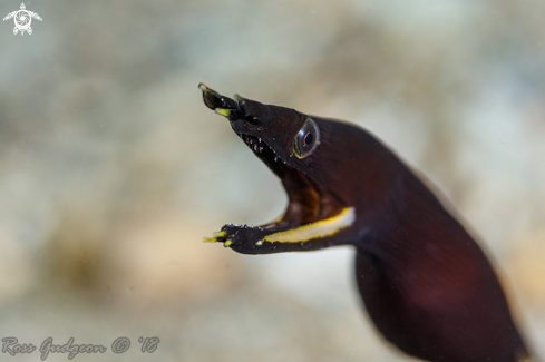 A Ribbon Eel