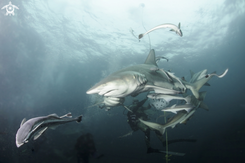 A oceanic black tip shark