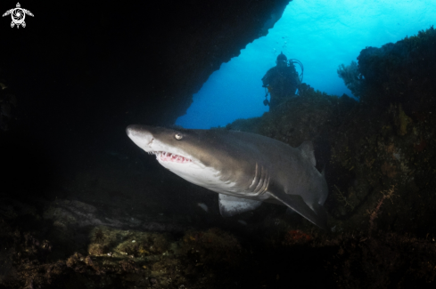 A Reggae Shark