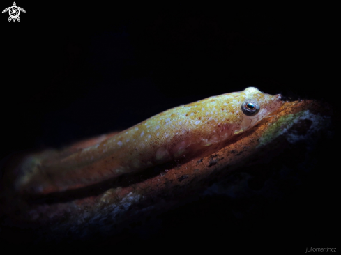 A  (Diplecogaster bimaculata). | Chafarrocas 