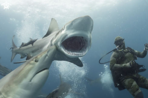 A oceanic black tip shark