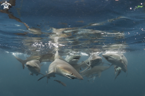 A oceanic black tip shark