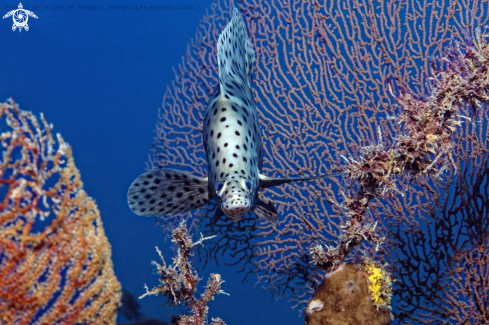 A chromileptes altivelis | Baramundi cod