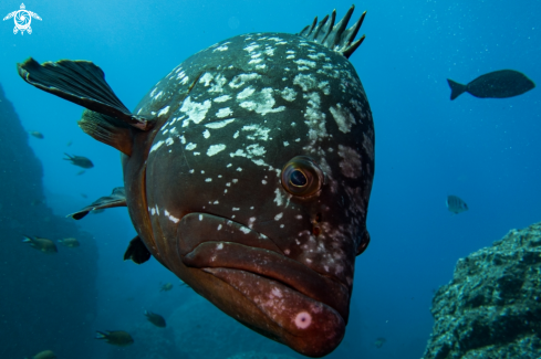 A Epinephelus marginatus | Dusky Grouper