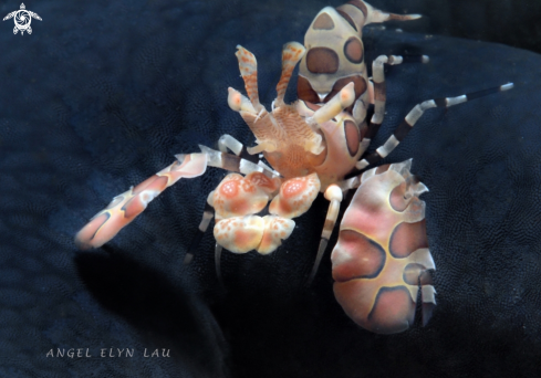 A Harlequin Shrimp