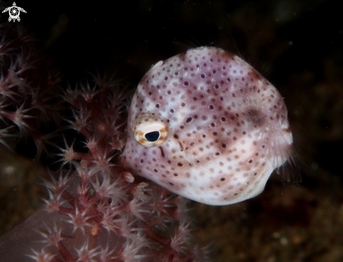 A Puffer fish