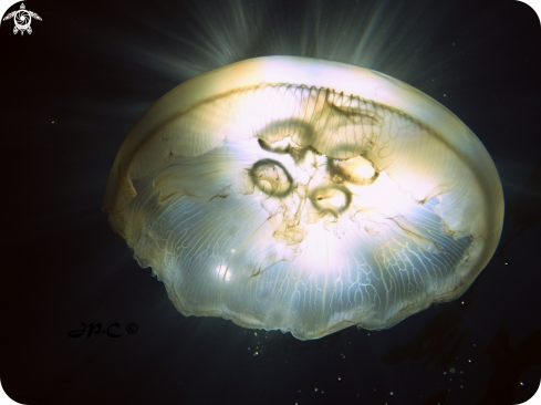 A moon Jelly