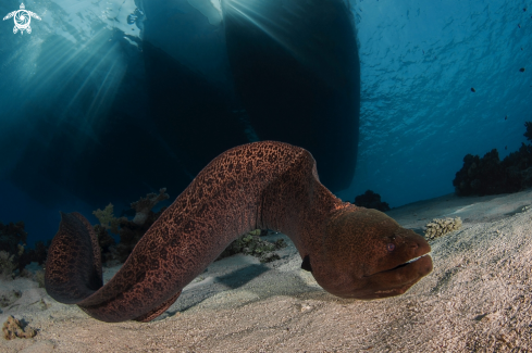 A Moray